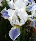 Iris - Vilkdalgis - Alpine Lake